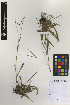  (Axonopus affinis - IIBCE56)  @11 [ ] CreativeCommons - Attribution Share-Alike (2019) Unspecified Universidad de la Republica, Facultad de Agronomia, Bernardo Rosengurtt Herbarium