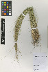  (Jarava filifolia - IIBCE03)  @11 [ ] Copyright (2020) Unspecified Universidad de la Republica, Facultad de Agronomia, Bernardo Rosengurtt Herbarium