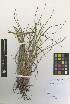  (Mnesithea selloana - IIBCE44)  @11 [ ] Copyright (2023) Unspecified Universidad de la Republica, Facultad de Agronomia, Bernardo Rosengurtt Herbarium