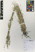  (Panicum hians - IIBCE48)  @11 [ ] Copyright (2023) Unspecified Universidad de la Republica, Facultad de Agronomia, Bernardo Rosengurtt Herbarium