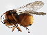  ( - BIOUG01206-D06)  @11 [ ] CreativeCommons - Attribution (2013) CBG Photography Group Centre for Biodiversity Genomics