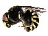  (Megachilidae - BIOUG01202-H10)  @17 [ ] CreativeCommons - Attribution (2011) CBG Photography Group Centre for Biodiversity Genomics