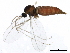  (Rhopalomyia - BIOUG01204-G01)  @14 [ ] CreativeCommons - Attribution (2012) CBG Photography Group Centre for Biodiversity Genomics