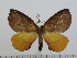  (Epijana cosima - BC-Basq 2829)  @14 [ ] Copyright (2011) Patrick Basquin Research Collection of Patrick Basquin