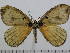  (Camerunia albida - BC-Basq 2918)  @13 [ ] Copyright (2011) Patrick Basquin Research Collection of Patrick Basquin
