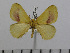  (Stenoglene roseus similis - BC-Basq 2936)  @14 [ ] Copyright (2011) Patrick Basquin Research Collection of Patrick Basquin