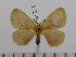  (Stenoglene roseus roseus - BC-Basq 2939)  @13 [ ] Copyright (2011) Patrick Basquin Research Collection of Patrick Basquin