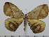  (Acrojana rosacea - BC-Basq 2983)  @14 [ ] Copyright (2011) Patrick Basquin Research Collection of Patrick Basquin