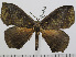  (Acrojana sanguinipes - BC-Basq 2994)  @14 [ ] Copyright (2011) Patrick Basquin Research Collection of Patrick Basquin