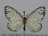  (Phiala uelleburgensis - BC-Basq 3037)  @14 [ ] Copyright (2011) Patrick Basquin Research Collection of Patrick Basquin