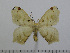  (Urojana eborea - BC-Basq 3064)  @13 [ ] Copyright (2011) Patrick Basquin Research Collection of Patrick Basquin