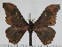  (Micragone agathylla - BC-Basq 3127)  @14 [ ] Copyright (2011) Patrick Basquin Research Collection of Patrick Basquin