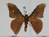  (Orthogonioptilum neoprox - BC-Basq 3143)  @14 [ ] Copyright (2011) Patrick Basquin Research Collection of Patrick Basquin