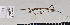  (Candovia PB sp. B - QM PB-0019)  @14 [ ] Copyright (2009) Unspecified The Natural History Museum, London