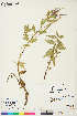 (Epilobium latifolium - NH-12-052)  @11 [ ] Copyright (2018) Unspecified Canadian Museum of Nature