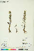 (Pedicularis arctica - Au018)  @11 [ ] Copyright (2018) Unspecified Canadian Museum of Nature