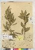  (Populus angustifolia - CCDB-23308-B04)  @11 [ ] CreativeCommons - Attribution (2014) CBG Photography Group Centre for Biodiversity Genomics