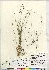  (Agrostis oregonensis - CCDB-23308-H03)  @11 [ ] CreativeCommons - Attribution (2014) CBG Photography Group Centre for Biodiversity Genomics