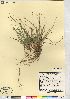  (Carex tonsa var. tonsa - CCDB-23327-D02)  @11 [ ] CreativeCommons - Attribution (2014) CBG Photography Group Centre for Biodiversity Genomics