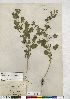  (Chenopodium opulifolium - CCDB-24918-A02)  @11 [ ] CreativeCommons - Attribution (2014) CMN/CBG Photography Group Canadian Museum of Nature