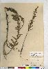  (Oenothera clelandii - CCDB-24918-B09)  @11 [ ] CreativeCommons - Attribution (2014) CMN/CBG Photography Group Canadian Museum of Nature