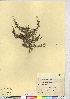  (Chenopodium vulvaria - CCDB-24918-E03)  @11 [ ] CreativeCommons - Attribution (2014) CMN/CBG Photography Group Canadian Museum of Nature