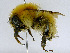  (Bombus diversus - SHMEL-E08)  @13 [ ] Copyright (2011) Timofey V. Levchenko State Darwin museum