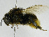  (Bombus confusus - SHMEL-F03)  @14 [ ] Copyright (2011) Timofey V. Levchenko State Darwin museum