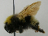  (Bombus norvegicus - PCHELA-B03)  @15 [ ] Copyright (2010) Timofey Levchenko Unspecified