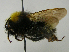  (Bombus sylvestris - PCHELA-B05)  @15 [ ] Copyright (2010) Timofey Levchenko Unspecified