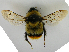  (Bombus serrisquama - PCHELA-C03)  @14 [ ] Copyright (2010) Timofey Levchenko Unspecified