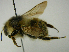  (Bombus deuteronymus - PCHELA-C04)  @15 [ ] Copyright (2010) Timofey Levchenko Unspecified