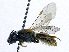  (Lasioglossum sexstrigatum - SHMELa-A06)  @14 [ ] Copyright (2011) Timofey V. Levchenko State Darwin museum