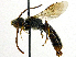  (Lasioglossum fratellum - SHMELb-E12)  @15 [ ] Copyright (2011) Timofey V. Levchenko State Darwin museum