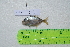  (Caranx latus - STRI-X-6356)  @11 [ ] CreativeCommons  Attribution Non-Commercial Share-Alike (2023) Unspecified Smithsonian Tropical Research Institute