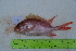  ( - STRI-X-6395)  @11 [ ] CreativeCommons  Attribution Non-Commercial Share-Alike (2023) Unspecified Smithsonian Tropical Research Institute