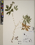  (Hydrophyllum - CCDB-23366-D07)  @11 [ ] CreativeCommons - Attribution (2014) Linda Jennings University of British Columbia