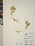  (Streptopus streptopoides - CCDB-23367-F12)  @11 [ ] CreativeCommons - Attribution (2014) Linda Jennings University of British Columbia