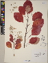  (Cotinus coggygria - CCDB-23388-C03)  @11 [ ] CreativeCommons - Attribution (2014) Linda Jennings University of British Columbia