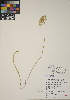  (Triteleia hyacinthina - CCDB-23388-F07)  @11 [ ] CreativeCommons - Attribution (2014) Linda Jennings University of British Columbia