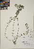  (Origanum heracleoticum - CCDB-23390-C12)  @11 [ ] CreativeCommons - Attribution (2014) Linda Jennings University of British Columbia
