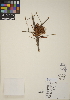  (Arceuthobium campylopodum - CCDB-24905-A02)  @11 [ ] CreativeCommons - Attribution (2014) Linda Jennings University of British Columbia