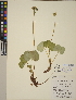  (Menyanthaceae - CCDB-24905-A07)  @11 [ ] CreativeCommons - Attribution (2014) Linda Jennings University of British Columbia