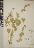  (Sphaeralcea munroana - CCDB-24905-D06)  @11 [ ] CreativeCommons - Attribution (2014) Linda Jennings University of British Columbia