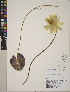  (Nymphaea mexicana - CCDB-24905-F11)  @11 [ ] CreativeCommons - Attribution (2014) Linda Jennings University of British Columbia
