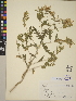  (Mentzelia laevicaulis var. parviflora - CCDB-24905-G02)  @11 [ ] CreativeCommons - Attribution (2014) Linda Jennings University of British Columbia