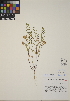  (Scutellaria angustifolia - CCDB-24905-H01)  @11 [ ] CreativeCommons - Attribution (2014) Linda Jennings University of British Columbia