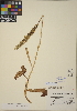  (Platanthera elegans - CCDB-24910-A05)  @11 [ ] CreativeCommons - Attribution (2014) Linda Jennings University of British Columbia