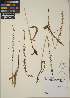 (Piperia transversa - CCDB-24910-B06)  @11 [ ] CreativeCommons - Attribution (2014) Linda Jennings University of British Columbia