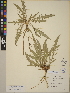  (Oenothera flava - CCDB-24910-C03)  @11 [ ] CreativeCommons - Attribution (2014) Linda Jennings University of British Columbia